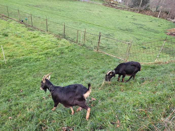 Archivo - Cabras en un campo 