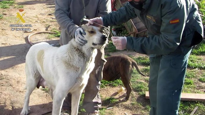 El SEPRONA localiza gracias al ADN a la madre de cinco cachorros abandonados junto a contenedores en Albelda y Alberite