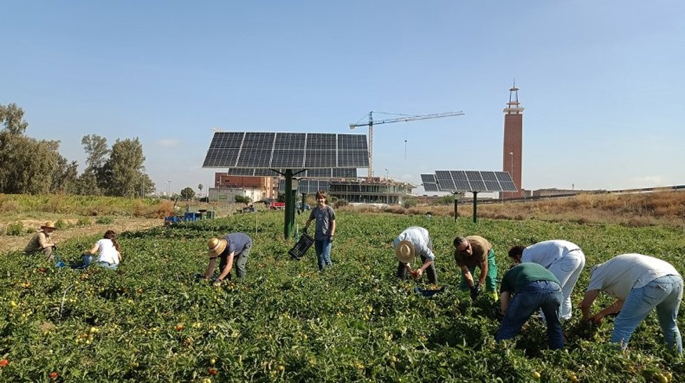 La US investiga cultivar hortalizas y generar energía eléctrica a la vez.