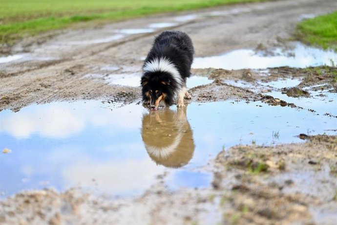 Perro bebiendo agua