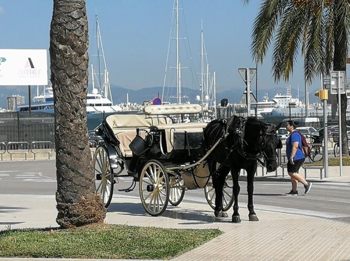 Archivo - Galera en el puerto de Palma