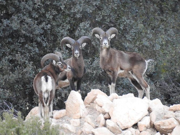 LA UNIÓ cuantifica los daños por fauna salvaje como los arruís o muflones en la Montaña de Alicante en cerca de 10 millones