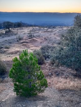 Zona afectada por el fuego en el incendio de Obejo, ya extinguido.