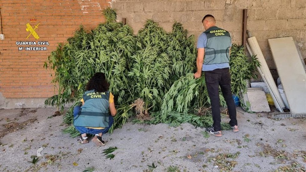 Los agentes localizan una plantación de marihuana en Coria