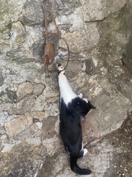 Un gato atrapado en un cepo