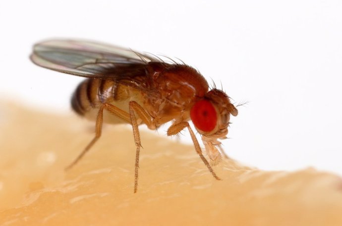 Una mosca de la fruta (Drosophila melanogaster) alimentándose de un plátano.