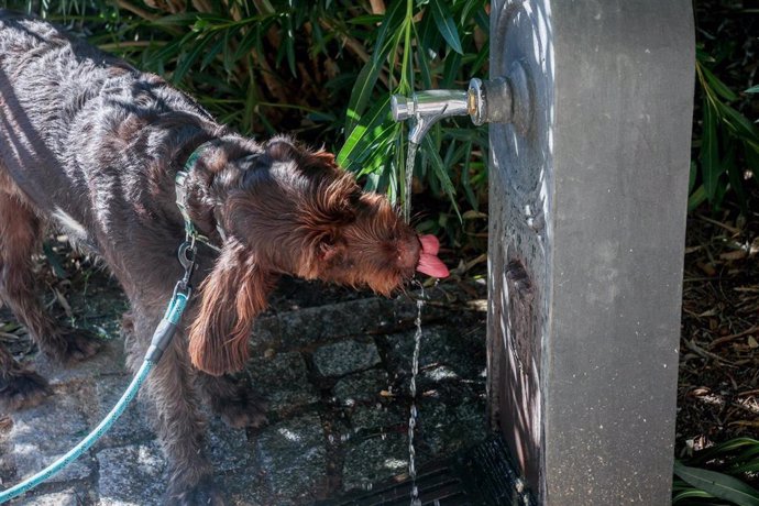 Archivo - Un perro bebe en una fuente por el calor, a 30 de septiembre de 2023, en Madrid, (España). 