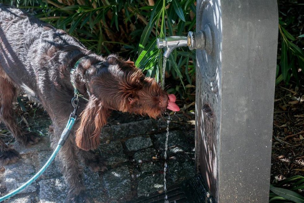 Archivo - Un perro bebe en una fuente por el calor, a 30 de septiembre de 2023, en Madrid, (España).