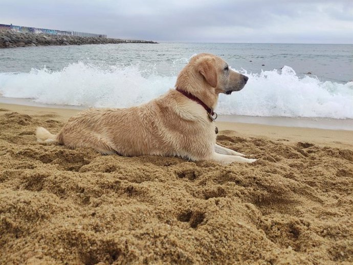 Barcelona reserva un espai durant tres dies a la platja de Llevant per a gossos guia