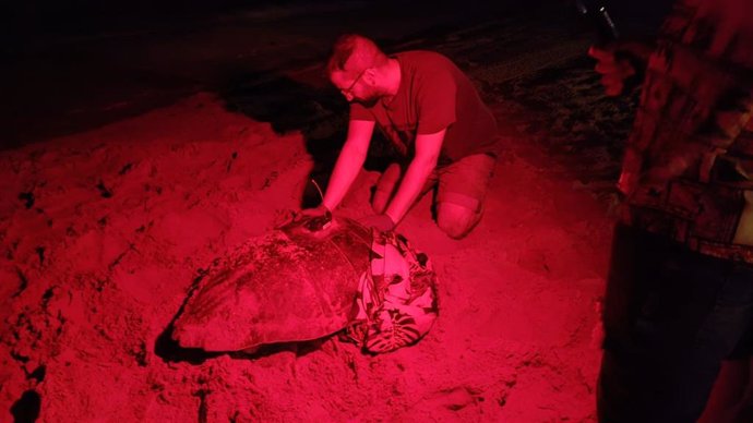 Un tortuga pone 117 huevos en Arenales del Sol