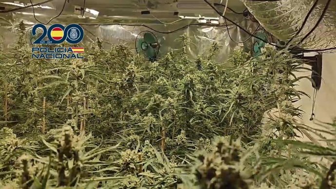 Foto plantación marihuana en una vivienda de Molina de Segura (Murcia)