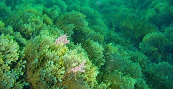 Investigadores gallegos detectan la presencia de un alga invasora en las rías de A Coruña y de Vigo.