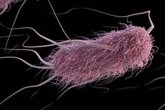 Foto: Una variante de 'E. coli' puede causar resistencia a los antimicrobianos