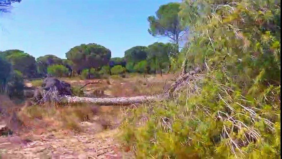 Pino de Doñana desplomado "en verde" y "sin causa aparente".