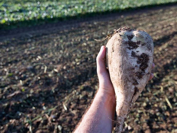 Remolacha podrida en los campos gaditanos y sevillanos por retraso en su recolección.