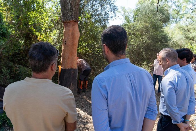 Archivo - El consejero de Sostenibilidad, Medio Ambiente y Economía Azul de la Junta, Ramón Fernández-Pacheco, observa las labores de descorche, en Hornachuelos, (Córdoba, Andalucía). (Foto de archivo).