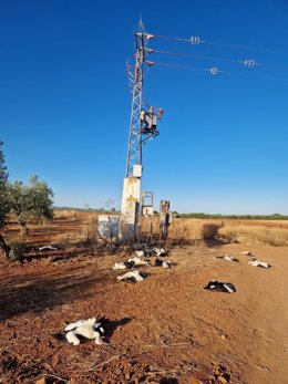 Imagen de los ejemplares fallecidos a los pies del centro de transformación de la cañada real