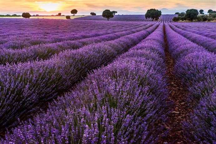 Campos de lavanda, a 8 de julio de 2024, en Brihuega, Guadalajara, Castilla-La Mancha (España). En julio se produce en Brihuega (Guadalajara) la floración de los campos de lavanda, que componen más de mil hectáreas. A finales de julio o principios de agos