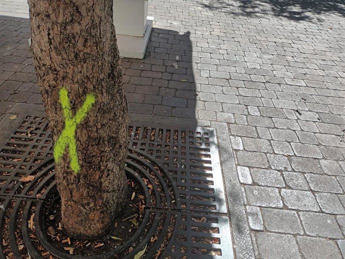 Árboles señalizados para talar en la Plaza de Santa Ana de la capital (Madrid, 22 de julio de 2024)