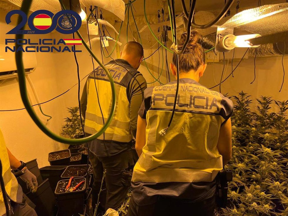 Imagen de una de las plantaciones indoor en Riudarenes.