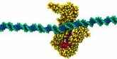 Foto: Proponen un mecanismo molecular que abre la puerta a una nueva diana contra el cáncer y enfermedades raras