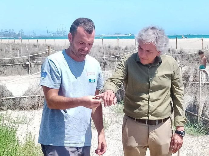 Medio Ambiente libera el chorlitejo patinegro afectado por los vertidos de El Saler tras su recuperación