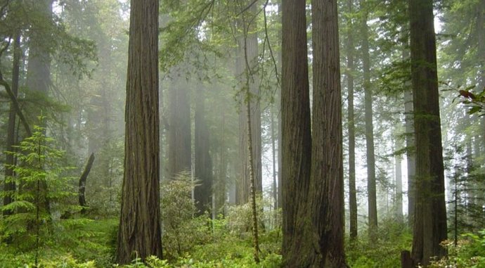 Archivo -    La madera y la corteza de todos los árboles del planeta están formadas por una única capa de células no más ancha que la punta de una aguja