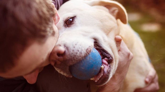 Archivo - El olor del estrés humano afecta a las emociones de los perros, según un estudio