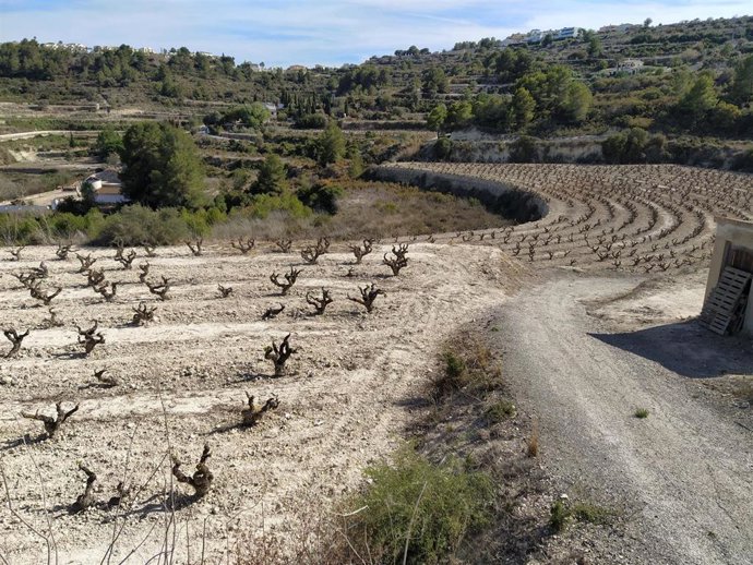 AVA-Asaja advierte que la sequía causa pérdidas históricas de 250 millones de euros