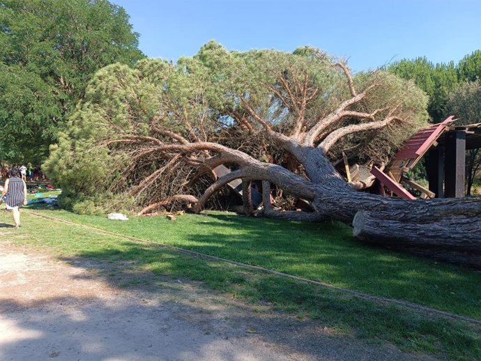 Imagen del árbol que se ha caído en el pinar de Sacedón en Pedrajas de San Esteban (Valladolid)