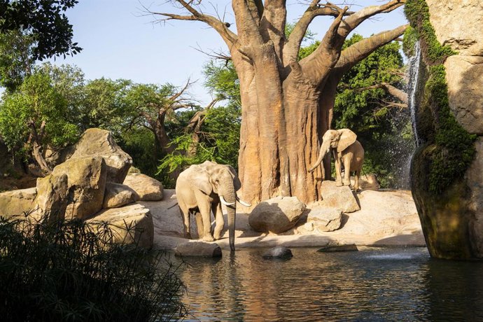 Elefants junt amb el llac de Bioparc València
