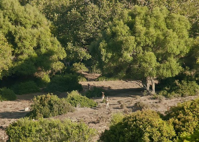 Archivo - Finca La Almoraima