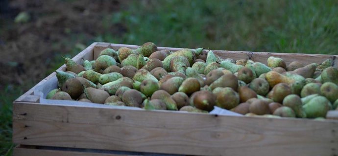 Archivo - Denominación de Origen Protegida Peras de Rincón de Soto 