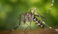 El mosquito tigre no supone un riesgo en la transmisión de la malaria aviar, según el CSIC