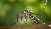 Foto: El mosquito tigre no supone un riesgo en la transmisión de la malaria aviar, según el CSIC