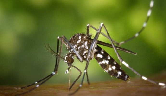 Mosquito tigre (Aedes albopictus).