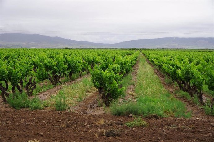 Archivo - Viñedos en La Rioja.