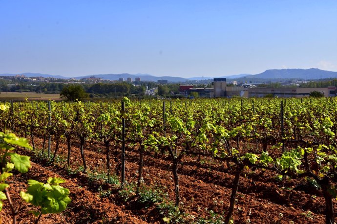 Archivo - Unes vinyes del Penedès