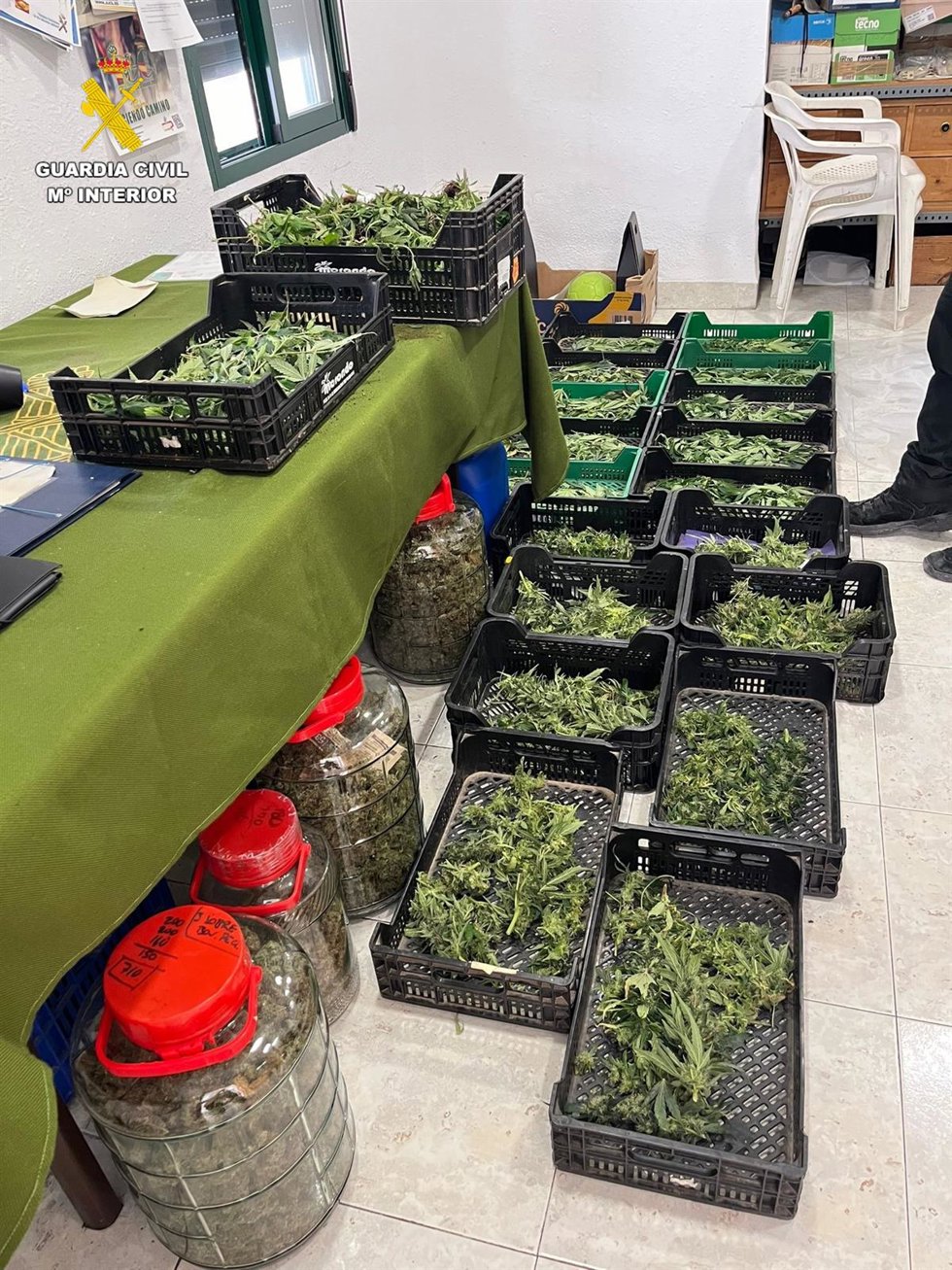 La Guardia Civil desmantela una plantación de marihuana en Albaida