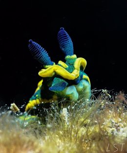 Especie en el entorno marino del puerto de Motril.