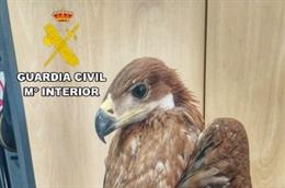 Águila imperial ibérica rescatada en uan finca al pie de Sierra Morena, en el término municipal de Vilches (Jaén).