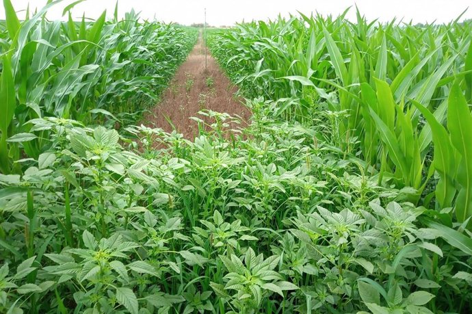 Archivo - El CITA estudia alternativas para controlar malas hierbas sin métodos mecánicos o herbicidas.