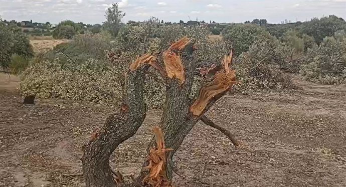 Colectivos ecologistas denuncian el "ecocido" en Montegancedo por la tala de árboles en "plena época de cría"