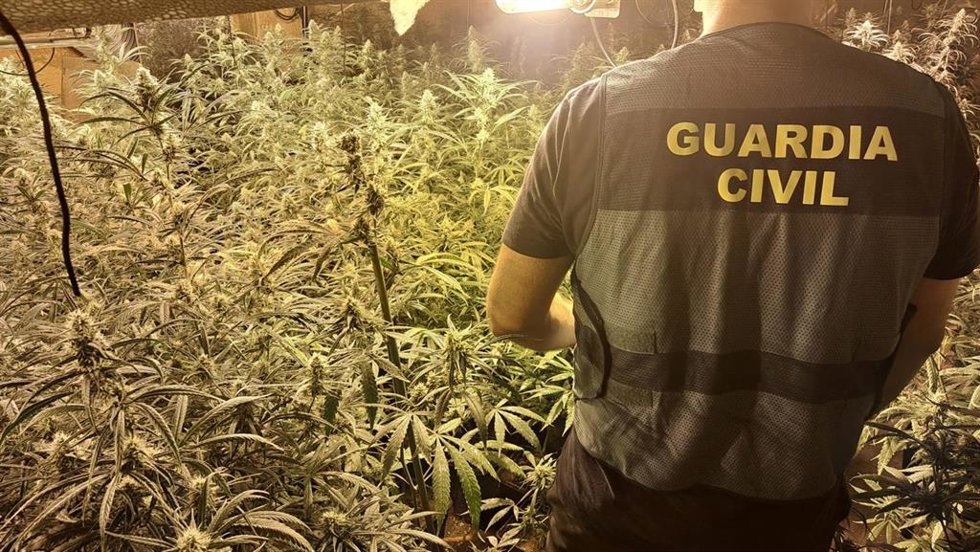 Agente de la Guardia Civil junto a una plantación de marihuana.