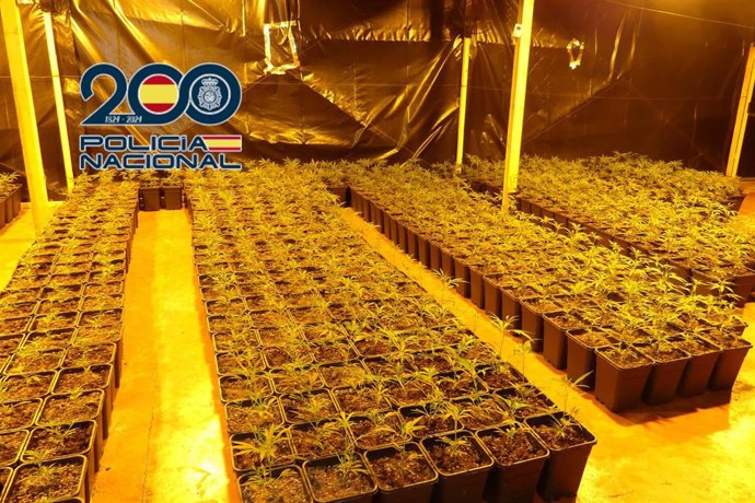 Seis detenidos y más de 1.800 plantas de marihuana incautadas en una nave industrial en Monòver