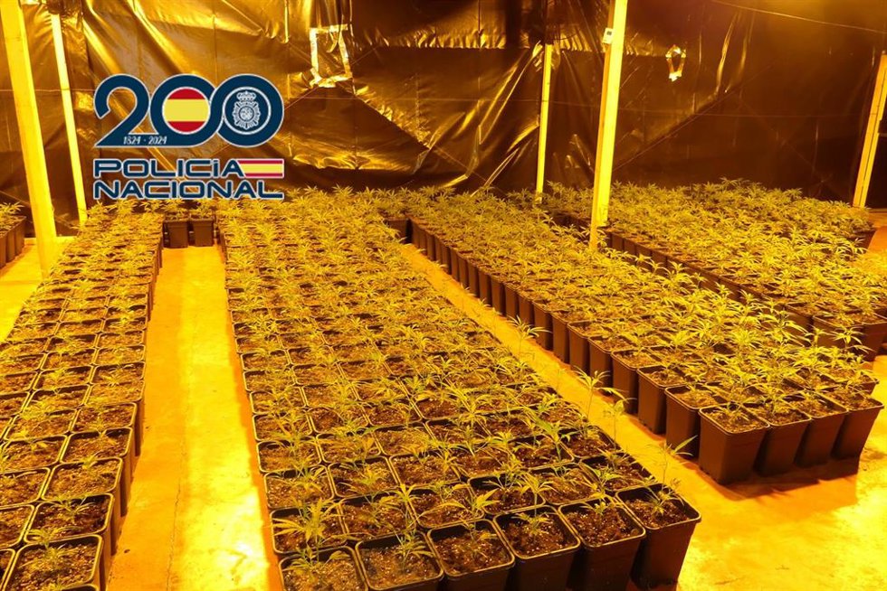 Seis detenidos y más de 1.800 plantas de marihuana incautadas en una nave industrial en Monver
