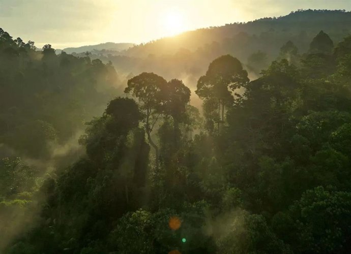 Además de CO2, un nuevo estudio revela que los ábroles actuan como sumidero de metano atmosférico masivo a través de sus cortezas