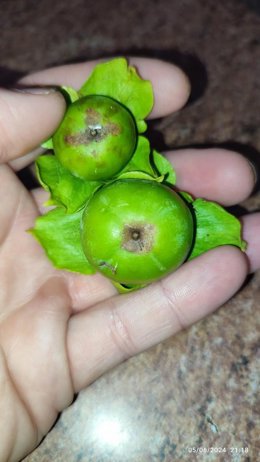 LA Unió quantifica les primeres pèrdues pel nou trips sud-africà del caqui en més de 5 milions d'euros