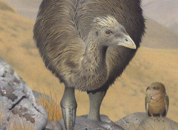 Moa crestado. Pachyornis australis.