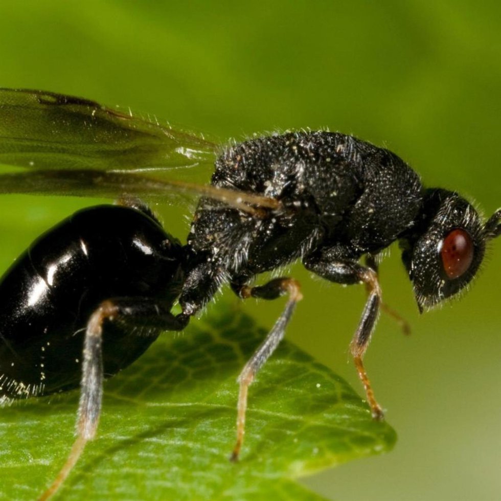Avispilla del almendro